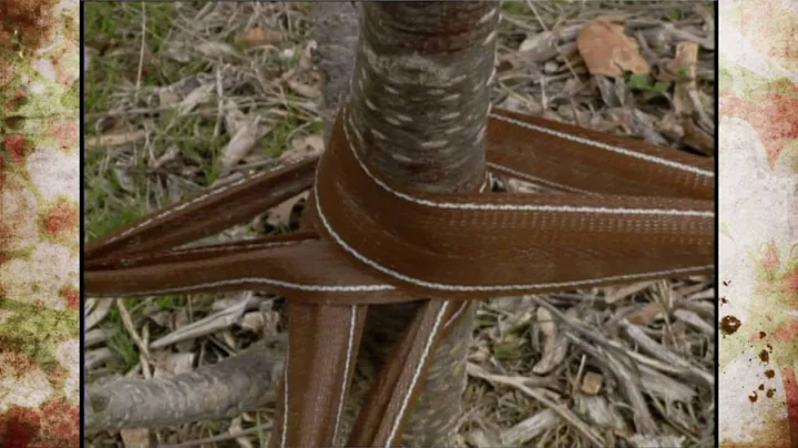 Tree Staking: Do's and Don'ts