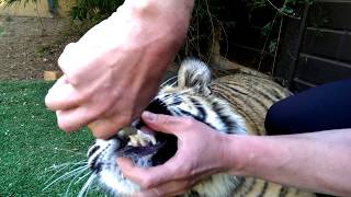 Pulling a tiger's tooth!