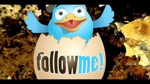 Dreamweaver Tutorial - How to get a Twitter Widget for your Website