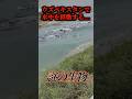 未確認生物アイダハルを捉えた映像…#uma #未確認生物 #未確認生命体