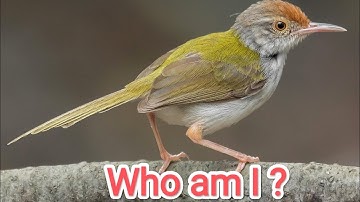 Who am I? Class 3 |Flying high| Riddles #evs Tailor bird