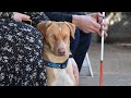 Blind veteran adopts neglected blind dog