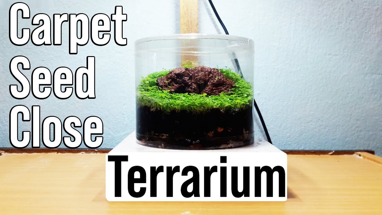 How To Make Carpet Seed Close Terrarium 😂😂 YouTube