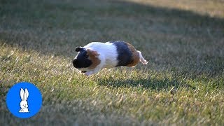 Baby Guinea Pigs Popcorning  CUTEST Compilation