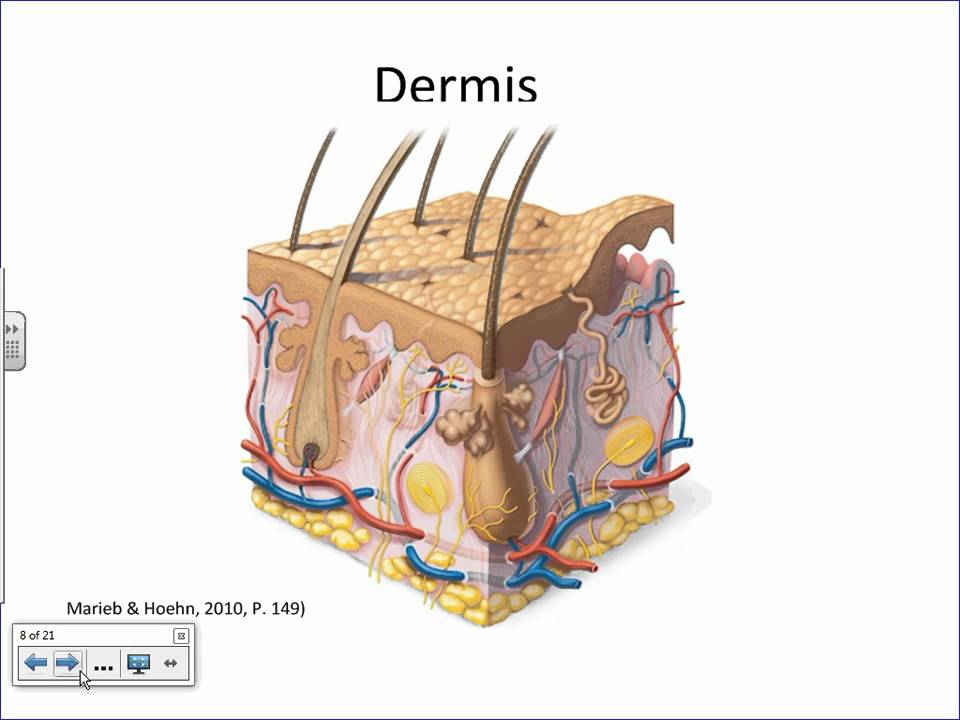 Integumentary System Overview.wmv - YouTube