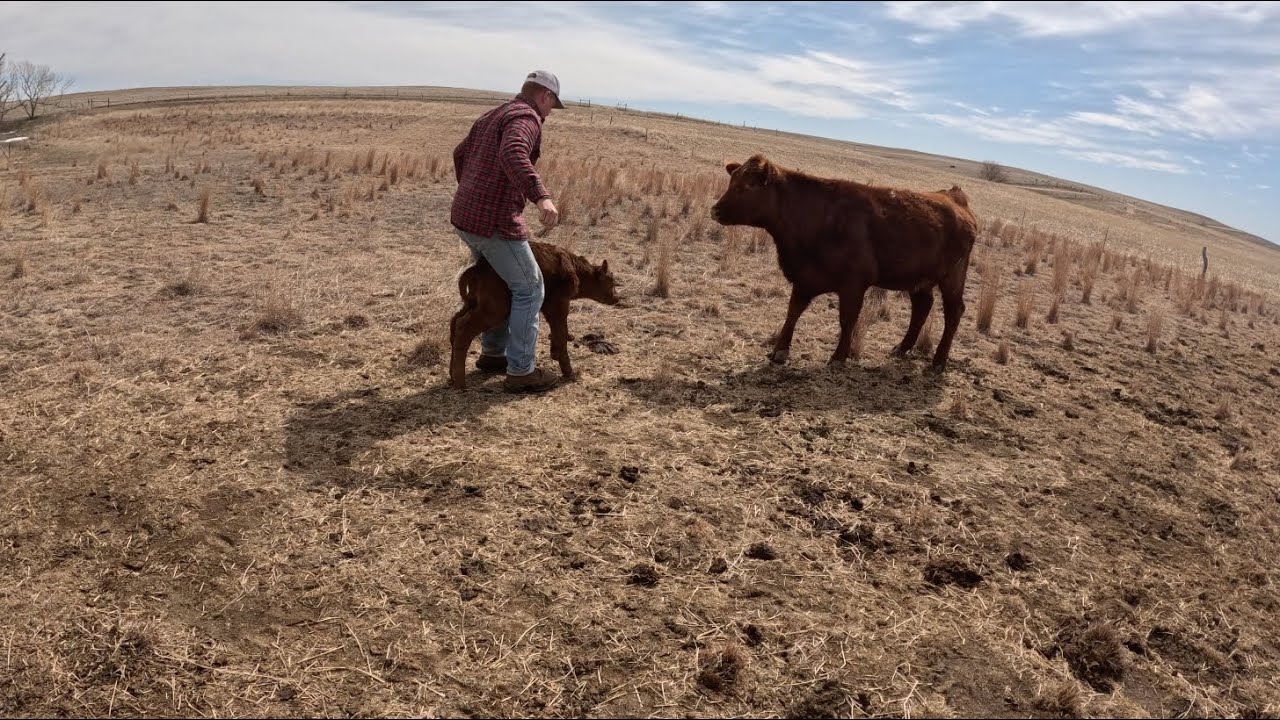 Another Day of Ranching in Kansas - YouTube