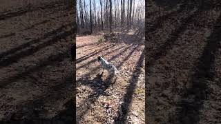 Beirl’s English setters..   Nora working a pigeon set Training March 2024