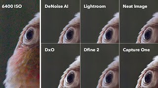 DeNoise AI is THE BEST Image Noise Reduction Software - PROOF! screenshot 3