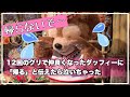 帰らないでとだだをこねる可愛いダッフィーとのグリーティング