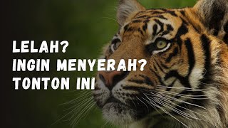 TONTON INI SEBELUM KAMU MENYERAH ( Video Motivasi )