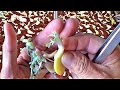 HOW TO Pot Up PROPAGATED CRESTED Succulents