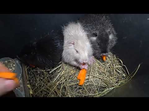 Vídeo: Coneguem Nutria?