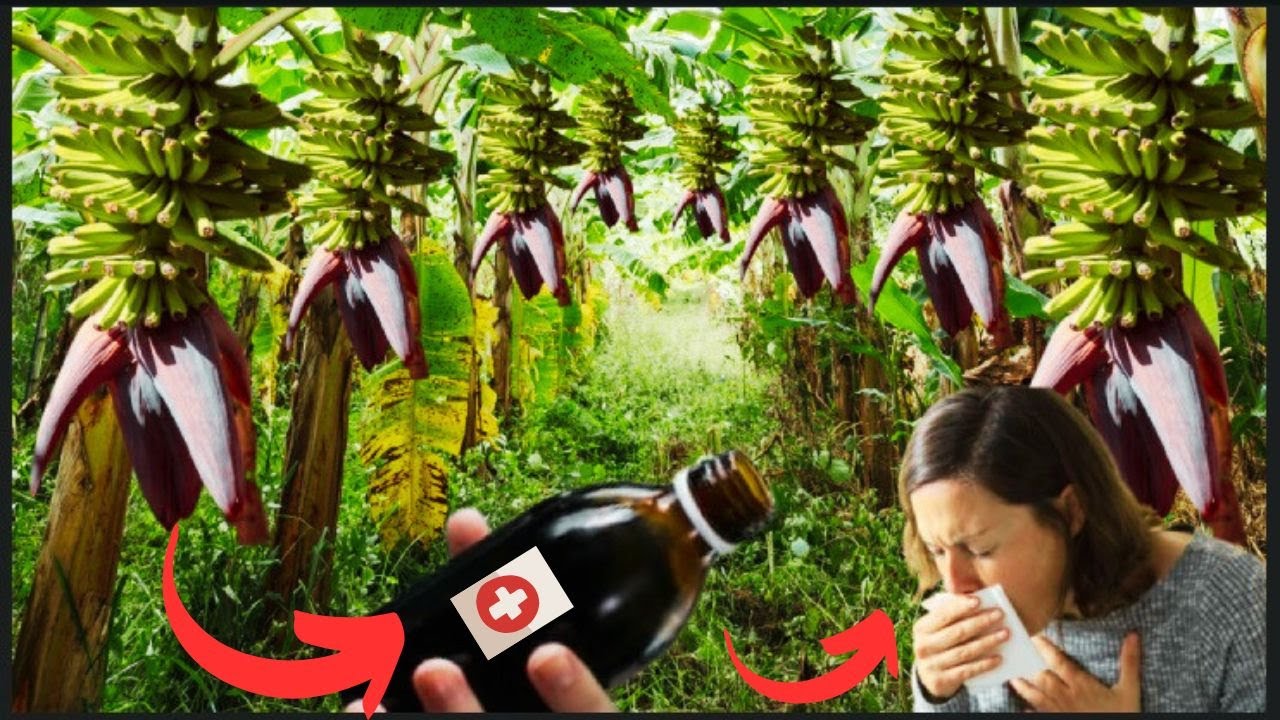 Desvendamos os Segredos do Xarope do Coração da Banana