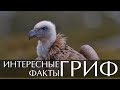 Гриф - интересные факты