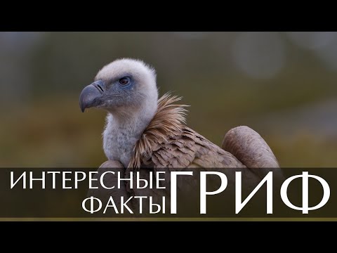 Video: Vulture is Opis, fotografija