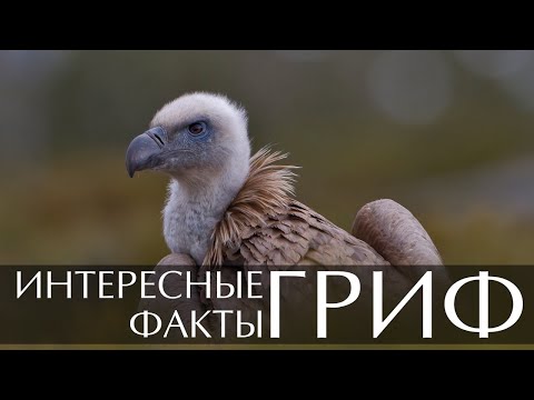 Гриф - интересные