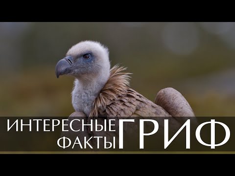 Гриф интересные факты