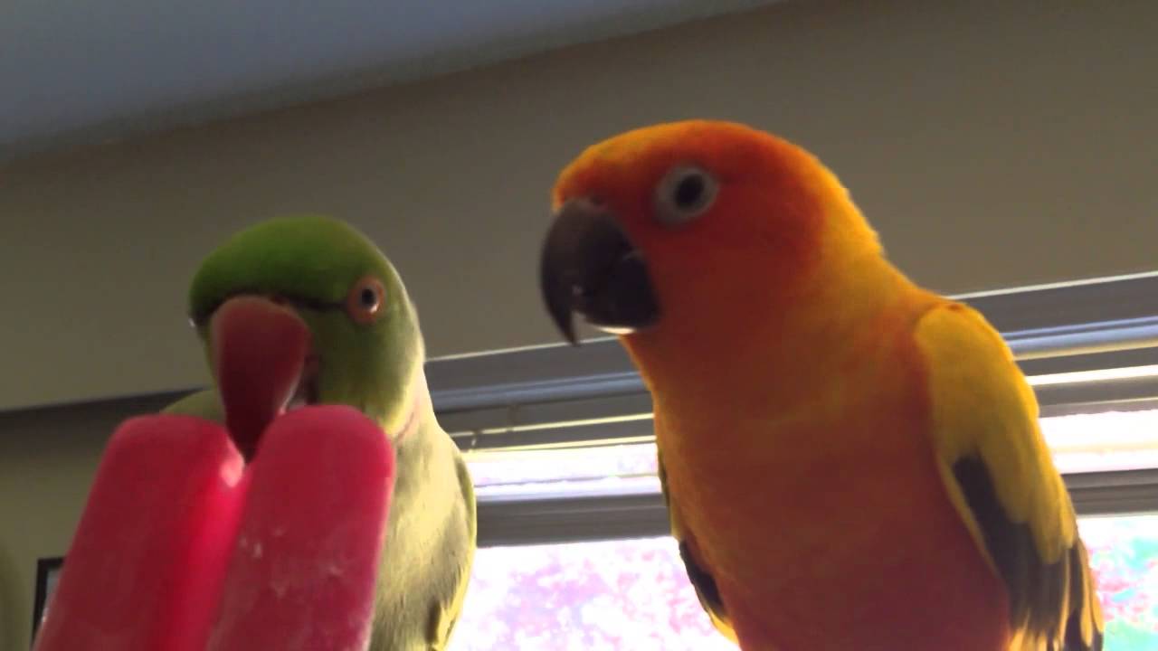 Popsicle Parrots YouTube