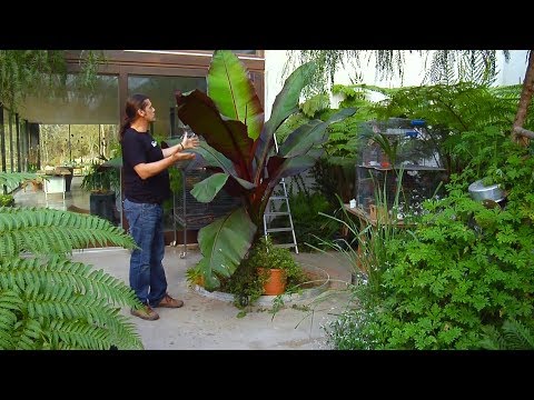 Video: Ensete Ventricosum Cultivo - Aprenda sobre las falsas plantas de banano