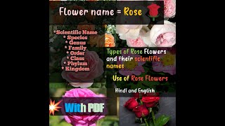 Scientificname of Rose | Classification of rose | Types of Rose and their scientificnames | userose
