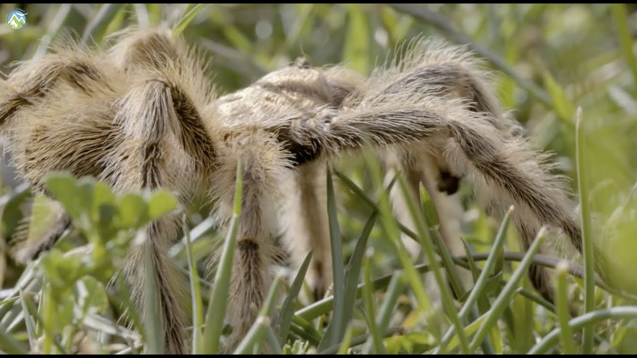 #PausaPorLaNaturaleza - Araña Pollito - YouTube