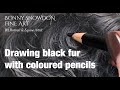 Drawing Black Fur with Coloured Pencils - the beginning is ugly so bear with it ;)