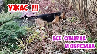 видео: ВСЕ СПИЛИЛА И ОБРЕЗАЛА. Рабочий садовый ВЛОГ. картинка: ВСЕ СПИЛИЛА И ОБРЕЗАЛА. Рабочий садовый ВЛОГ.