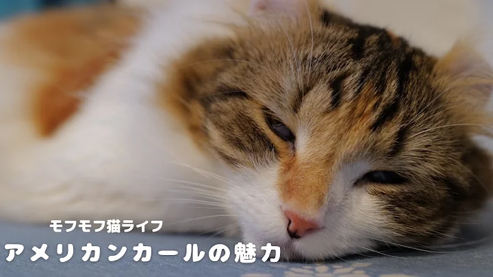 Video 11574431: american curl cat, american curl kittens, cats kittens living