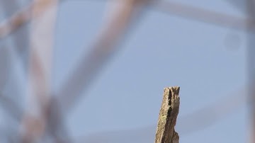 Tree Swallow - calling