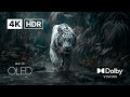 Incredible Wildlife in 4K HDR 120FPS | Dolby Vision Nature Scenes – Stunning Wild Animals