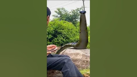 Big Anaconda Snake P1 #snake #bigsnake #anaconda #shorts #samp #cobra