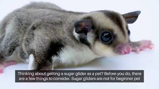 Should You Keep a Sugar Glider as a Pet?