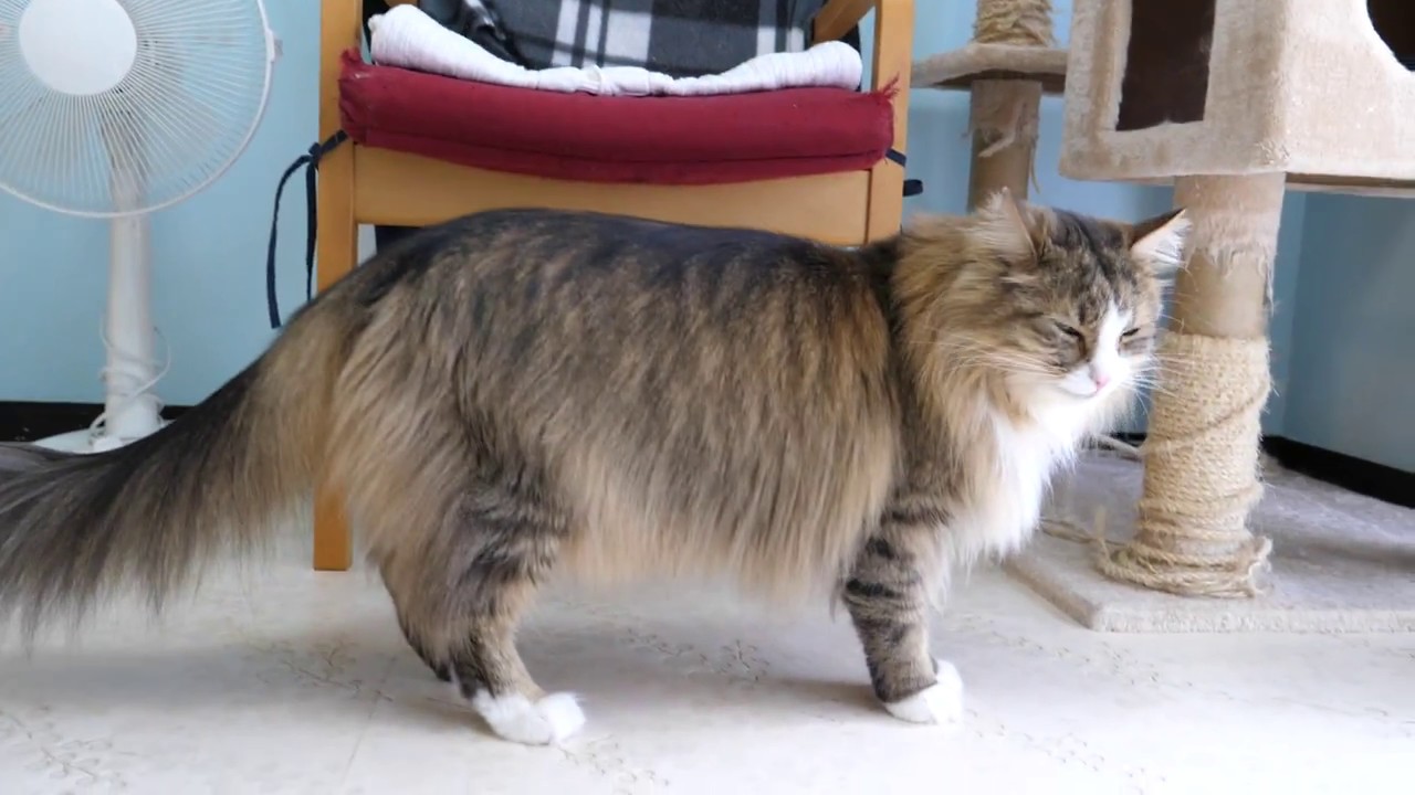 Ohsumi The Siberian Forest Cat Grooming For 10 Minutes Youtube