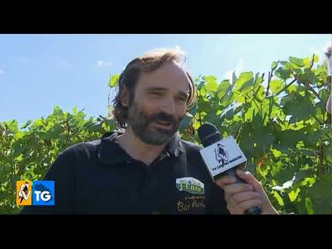 Vendemmia, previsione 2019 da Monsampietro Morico tv kanalları