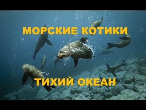 МОРСКИЕ КОТИКИ, ТИХИЙ ОКЕАН!