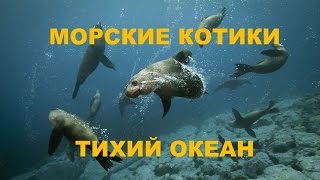 МОРСКИЕ КОТИКИ, ТИХИЙ ОКЕАН!