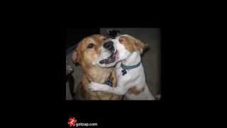 My Dog Joey: Eulogy To A Wonderful Mutt