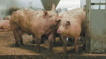 Estimate pigs weight with machine learning and AI - PigBrother