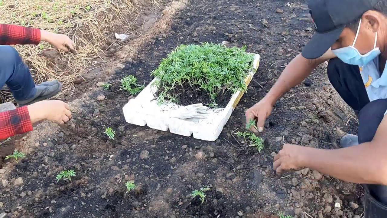 trồng hoa vạn thọ bán 23.trồng liếp nha