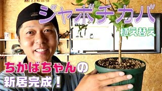 【ジャボチカバ植え替え】ちかばちゃんの新居完成したよ～！#23