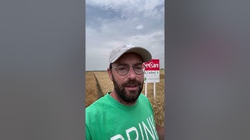 Winter wheat seed info