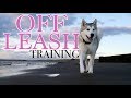 Teach Your Husky To Be Off-Leash Forever! (3 Easy Steps)