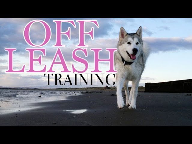 siberian husky off leash