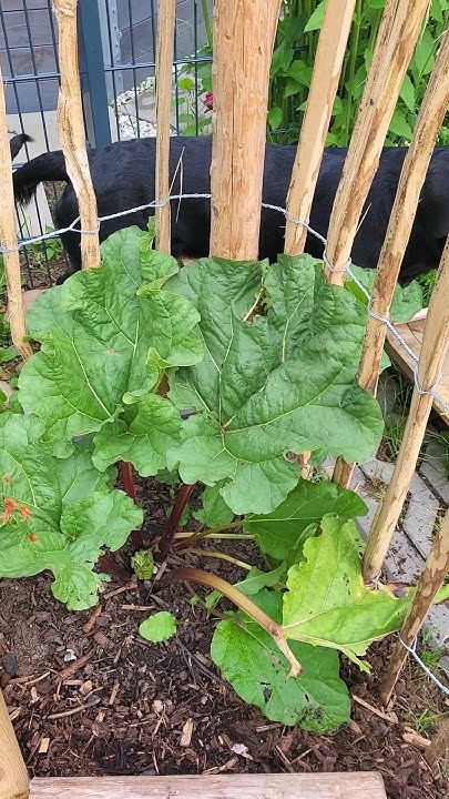 Ende Mai Jackys Garten YouTube