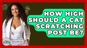 How High Should A Cat Scratching Post Be? - Ask A Pet Vet