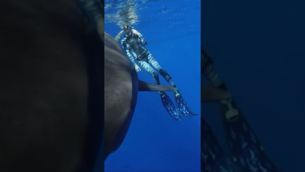 A tail kiss from a tiger shark 🦈💙 