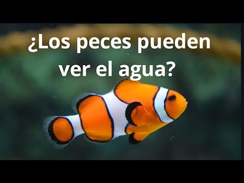 Video: ¿Pueden los peces ver el agua?