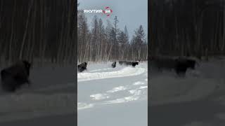 Лесных бизонов выпустили в Олекминском районе #якутия #бизоны #олекма