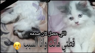 قطتي ماتت وانا كنت السبب واللي حصل كان صدمه اوعوا تغلطوا غلطتي ✋ الفيديو ده لمحبي الحيوانات فقط✖