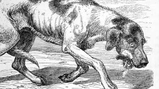 Rabies